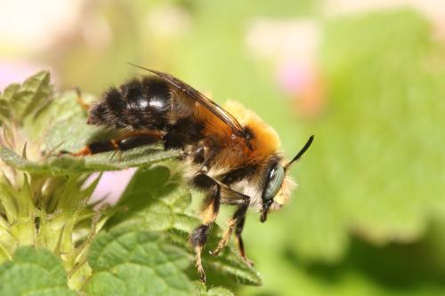Anthophora retusa